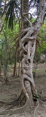 Ficus dendrocida