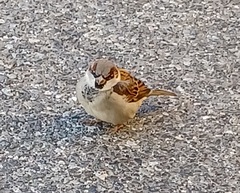 Passer domesticus