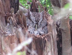 Megascops asio mccallii