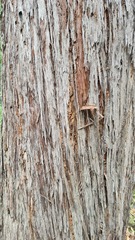 Eucalyptus