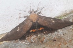 Phyllodes staudingeri