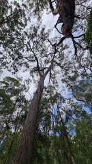 Eucalyptus