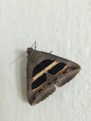 Grammodes geometrica