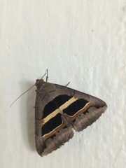 Grammodes geometrica