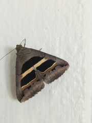 Grammodes geometrica