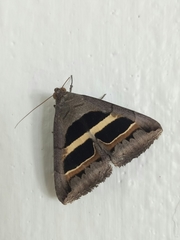 Grammodes geometrica