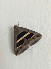 Grammodes geometrica