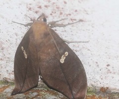 Phyllodes staudingeri