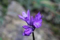 Dipterostemon capitatus capitatus