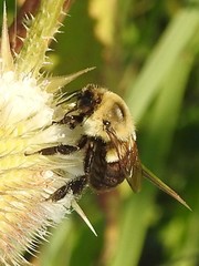Bombus impatiens
