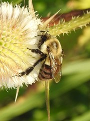 Bombus impatiens