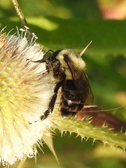 Bombus impatiens