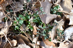Cardamine macrocarpa