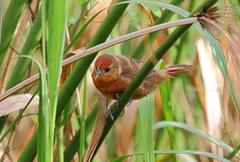 Phacellodomus ferrugineigula