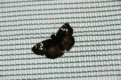 Quadrus cerialis