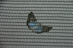 Quadrus cerialis
