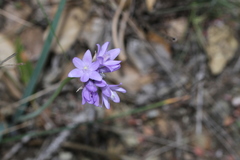Dipterostemon capitatus capitatus