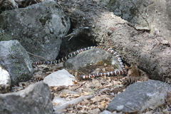 Lampropeltis zonata