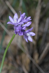 Dipterostemon capitatus capitatus