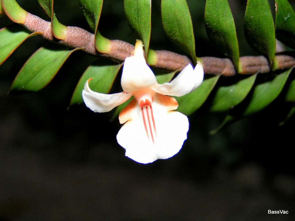 Dendrobium pachyanthum Schltr.