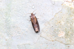 Cryptaspasma