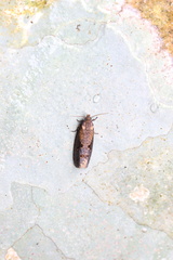 Cryptaspasma