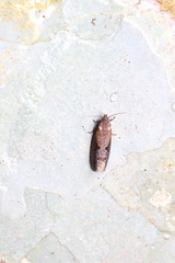 Cryptaspasma