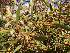 Eucalyptus leptophylla