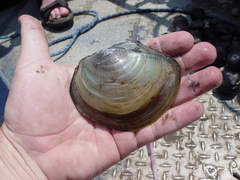 Utterbackiana suborbiculata