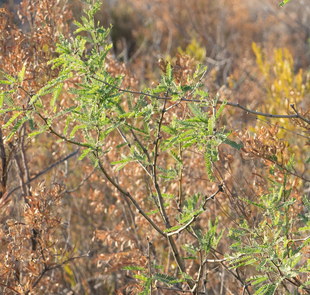 velvet mesquite from Maricopa County, AZ, USA on May 10, 2018 at 06:27 ...