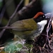 Plain-breasted Brushfinch - Photo (c) Juan Manuel Carmona, some rights reserved (CC BY-NC), uploaded by Juan Manuel Carmona