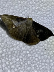 Oxydia mexicata