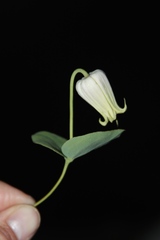 Clematis carrizoensis