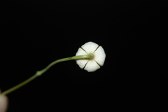 Clematis carrizoensis