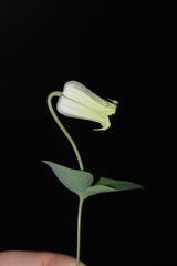 Clematis carrizoensis