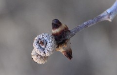 Disholcaspis pedunculoides