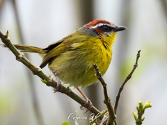 Basileuterus rufifrons