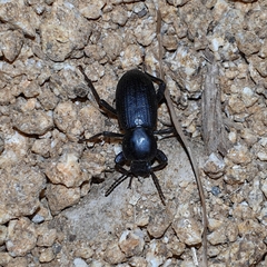 Nycterinus