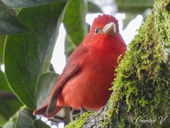 Piranga rubra
