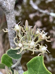 Oxypetalum tomentosum