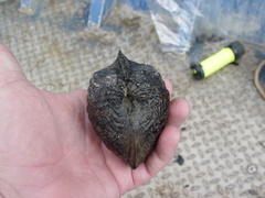 Arcidens confragosus