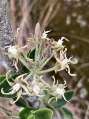 Oxypetalum tomentosum