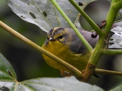 Basileuterus culicivorus