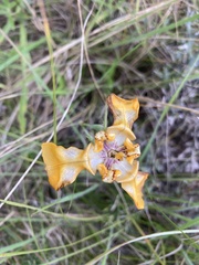 Cypella fucata