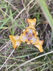 Cypella fucata