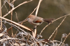 Sinosuthora webbiana
