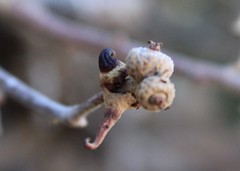 Disholcaspis pedunculoides