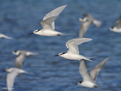 Black-Naped Tern photo 4