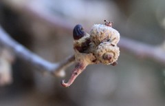 Disholcaspis pedunculoides