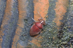 Tetrarthria variegata